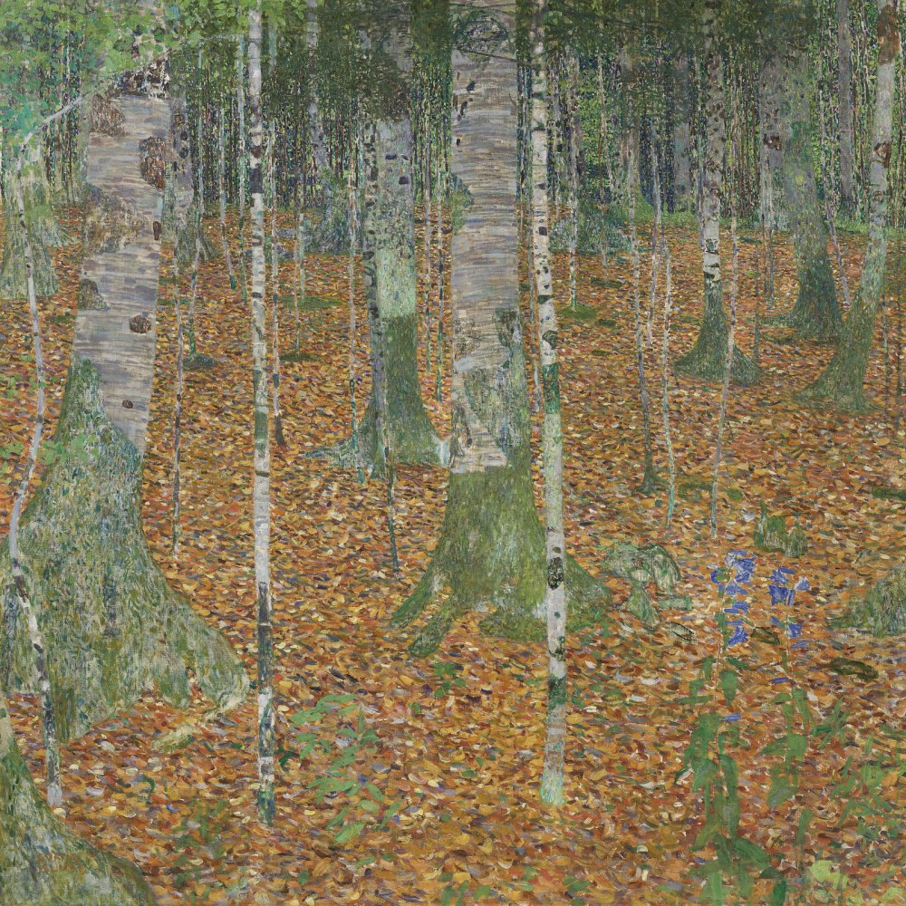 Bosco di Betulle