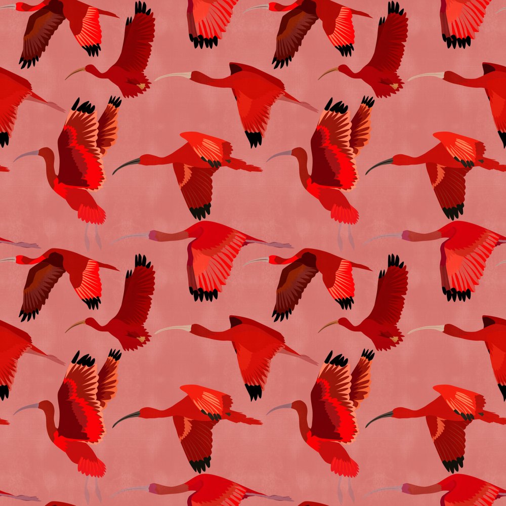 Uccello Ibis Scarlatto Rosa
