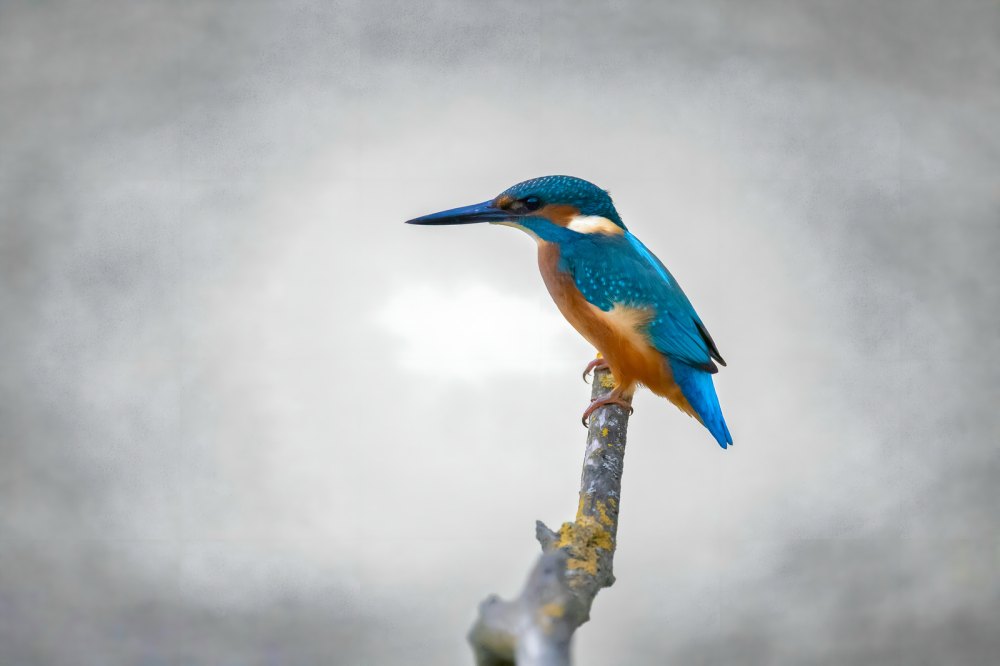 Colori