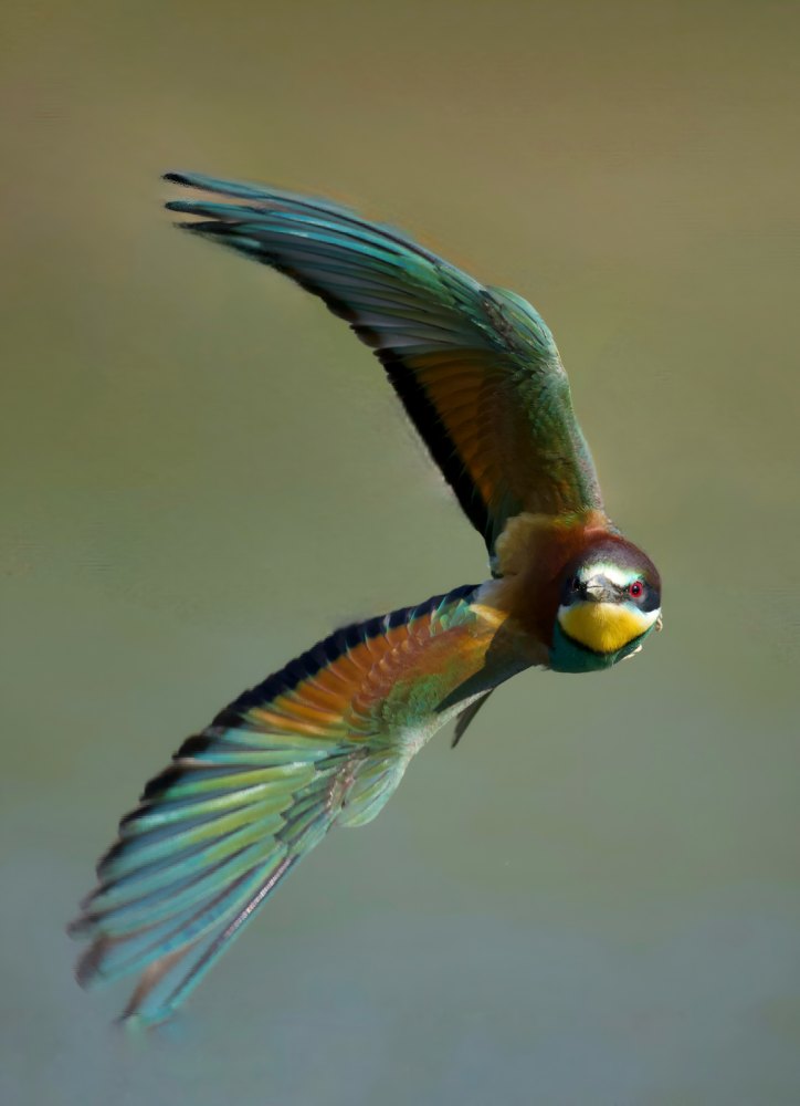 Volo Acrobatico